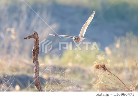 夕暮れに狩りのために葦原を飛翔する美しいコミミズク(フクロウ科)。 埼玉県鴻巣市市荒川河川敷2024 夕暮れに狩りのために葦原を飛翔する美しいコミミズク(フクロウ科)。 埼玉県鴻巣市市荒川河川敷2024 116960473
