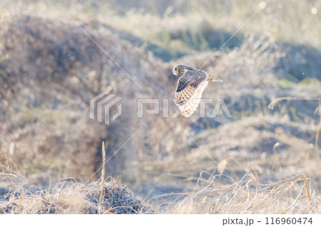 夕暮れに狩りのために葦原を飛翔する美しいコミミズク（フクロウ科）。 埼玉県鴻巣市市荒川河川敷2024 116960474