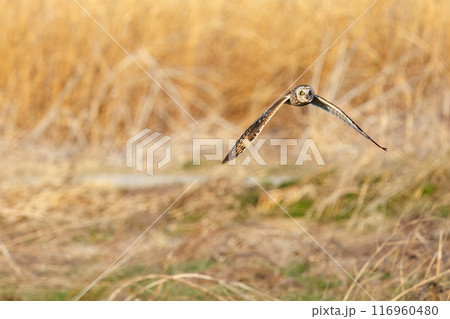 夕暮れに狩りのために葦原を飛翔する美しいコミミズク（フクロウ科）。 埼玉県鴻巣市市荒川河川敷2024 116960480