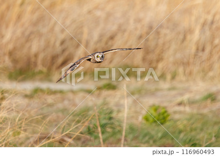 夕暮れに狩りのために葦原を飛翔する美しいコミミズク（フクロウ科）。 埼玉県鴻巣市市荒川河川敷2024 116960493
