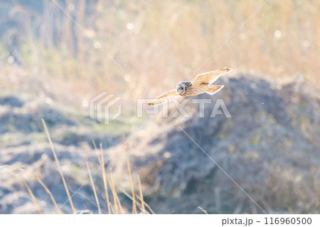 夕暮れに狩りのために葦原を飛翔する美しいコミミズク（フクロウ科）。 埼玉県鴻巣市市荒川河川敷2024 116960500