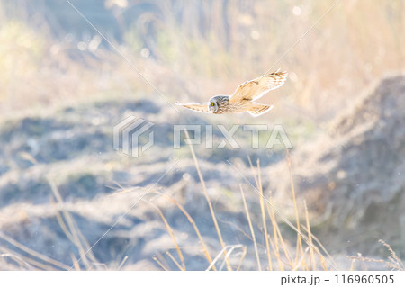 夕暮れに狩りのために葦原を飛翔する美しいコミミズク(フクロウ科)。 埼玉県鴻巣市市荒川河川敷2024 夕暮れに狩りのために葦原を飛翔する美しいコミミズク(フクロウ科)。 埼玉県鴻巣市市荒川河川敷2024 116960505