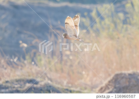 夕暮れに狩りのために葦原を飛翔する美しいコミミズク(フクロウ科)。 埼玉県鴻巣市市荒川河川敷2024 夕暮れに狩りのために葦原を飛翔する美しいコミミズク(フクロウ科)。 埼玉県鴻巣市市荒川河川敷2024 116960507