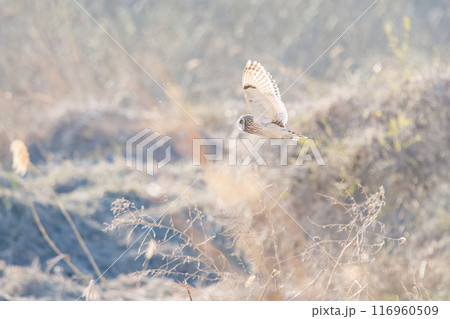 夕暮れに狩りのために葦原を飛翔する美しいコミミズク（フクロウ科）。 埼玉県鴻巣市市荒川河川敷2024 116960509