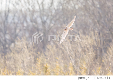夕暮れに狩りのために葦原を飛翔する美しいコミミズク(フクロウ科)。 埼玉県鴻巣市市荒川河川敷2024 夕暮れに狩りのために葦原を飛翔する美しいコミミズク(フクロウ科)。 埼玉県鴻巣市市荒川河川敷2024 116960514