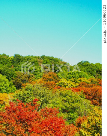 秋の黄葉と紅葉の森風景 秋の黄葉と紅葉の森風景 116960523