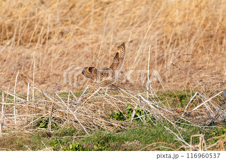 夕暮れに葦原の止まり木に飛びつく美しいコミミズク（フクロウ科）。 埼玉県鴻巣市市荒川河川敷-2024 116960537