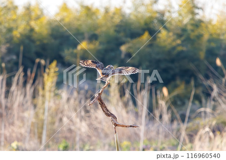 夕暮れに葦原の止まり木に飛びつく美しいコミミズク(フクロウ科)。 埼玉県鴻巣市市荒川河川敷-2024 夕暮れに葦原の止まり木に飛びつく美しいコミミズク(フクロウ科)。 埼玉県鴻巣市市荒川河川敷-2024 116960540