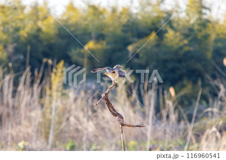夕暮れに葦原の止まり木に飛びつく美しいコミミズク(フクロウ科)。 埼玉県鴻巣市市荒川河川敷-2024 夕暮れに葦原の止まり木に飛びつく美しいコミミズク(フクロウ科)。 埼玉県鴻巣市市荒川河川敷-2024 116960541