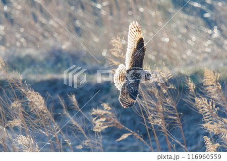 夕暮れに狩りのために葦原を飛翔する美しいコミミズク（フクロウ科）。 埼玉県鴻巣市市荒川河川敷2024 116960559