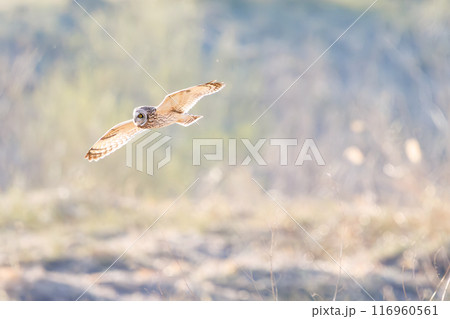 夕暮れに狩りのために葦原を飛翔する美しいコミミズク（フクロウ科）。 埼玉県鴻巣市市荒川河川敷2024 116960561