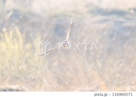 夕暮れに狩りのために葦原を飛翔する美しいコミミズク（フクロウ科）。 埼玉県鴻巣市市荒川河川敷2024 116960571