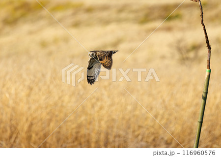 夕暮れに狩りのために葦原を飛翔する美しいコミミズク（フクロウ科）。 埼玉県鴻巣市市荒川河川敷2024 116960576