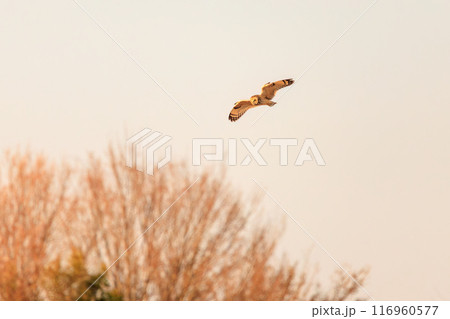 夕暮れに狩りのために葦原を飛翔する美しいコミミズク（フクロウ科）。 埼玉県鴻巣市市荒川河川敷2024 116960577