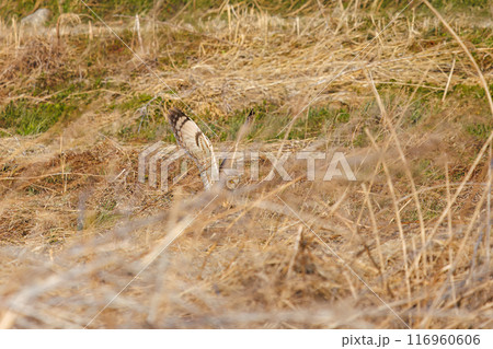 狩りのために夕暮れの葦原に飛び込む美しいコミミズク(フクロウ科)。 埼玉県鴻巣市市荒川河川敷-202 狩りのために夕暮れの葦原に飛び込む美しいコミミズク(フクロウ科)。 埼玉県鴻巣市市荒川河川敷-202 116960606