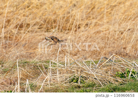 夕暮れの葦原から飛び出す美しいコミミズク（フクロウ科）。 埼玉県鴻巣市市荒川河川敷-2024年3月 116960658