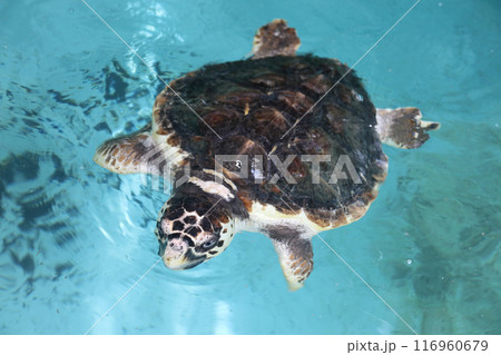 アカウミガメ アカウミガメ 116960679