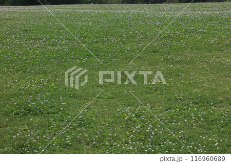 国営讃岐まんのう公園の芝生広場のシロツメグサ 国営讃岐まんのう公園の芝生広場のシロツメグサ 116960689