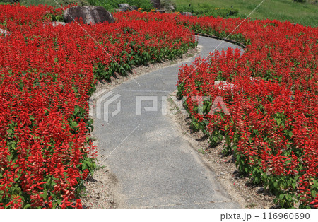国営讃岐まんのう公園の風花の庭のサルビアの小道 116960690