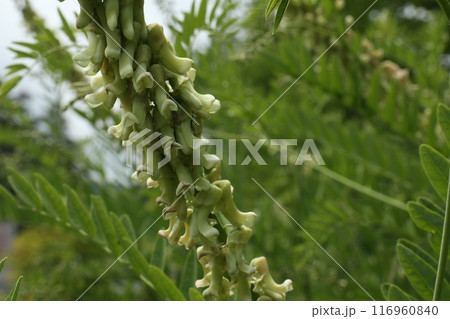 オオルリシジミの繁殖に必要な植物クララ オオルリシジミの繁殖に必要な植物クララ 116960840