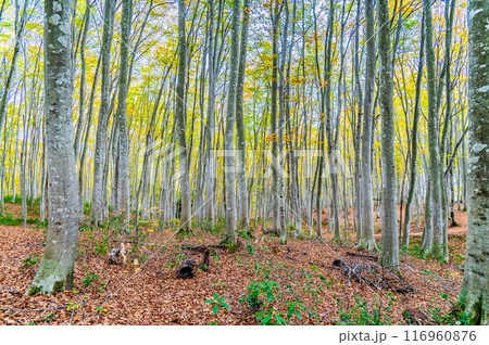新潟 秋の美人林 新潟 秋の美人林 116960876