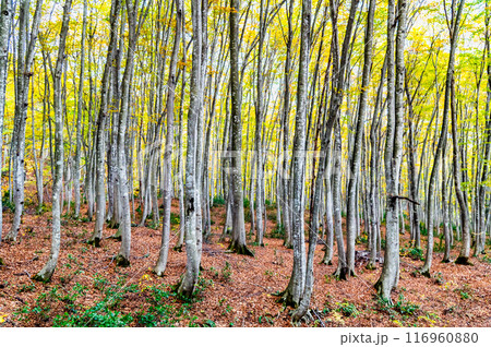 新潟 秋の美人林 116960880
