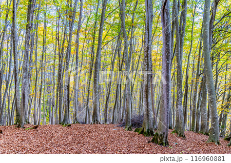 新潟 秋の美人林 116960881