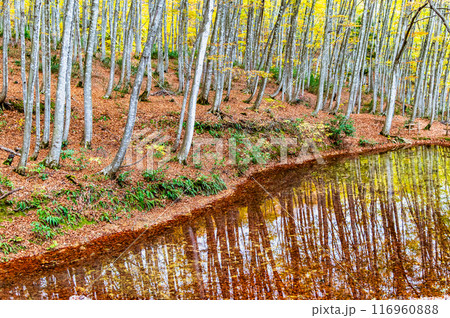 新潟 秋の美人林 新潟 秋の美人林 116960888