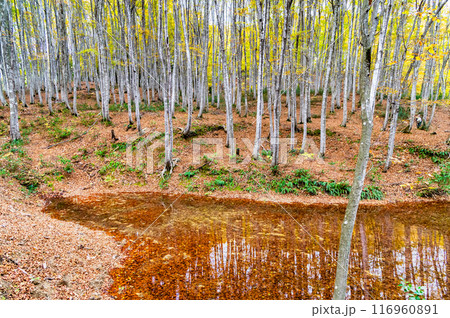 新潟 秋の美人林 新潟 秋の美人林 116960891