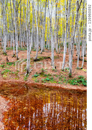 新潟 秋の美人林 116960892