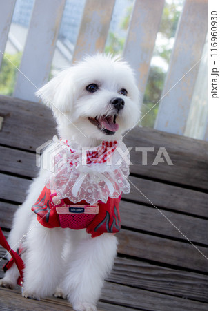 笑うわんこ 116960930