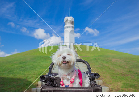 シンボルタワーとわんこ シンボルタワーとわんこ 116960940