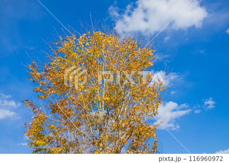 紅葉に青空 紅葉に青空 116960972