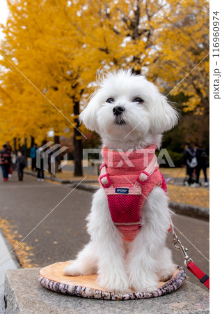 銀杏並木のわんこ 銀杏並木のわんこ 116960974