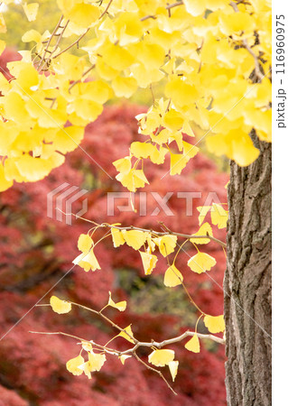 紅葉 紅葉 116960975