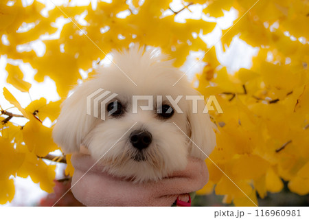 紅葉とわんこ 116960981