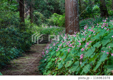 岩湧寺の秋海棠 116961078
