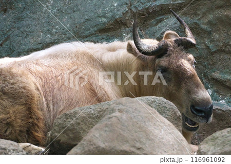夏 よこはま動物園ズーラシア 岩場のゴールデンターキン 夏 よこはま動物園ズーラシア 岩場のゴールデンターキン 116961092