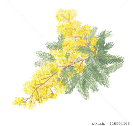 水彩で描いたアカシア 116961168