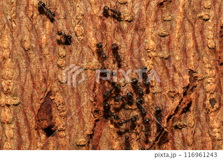 Ants and aphids on the branches of a tree. Macr Ants and aphids on the branches of a tree. Macr 116961243