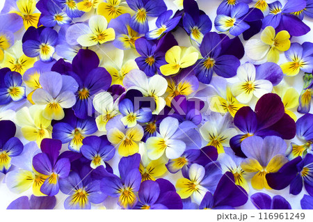 一面のパンジー 一面のパンジー 116961249