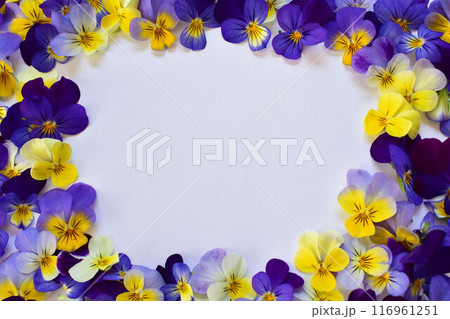 パンジーのフレーム パンジーのフレーム 116961251