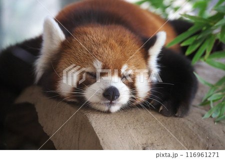 夏 よこはま動物園ズーラシア レッサーパンダの昼寝 夏 よこはま動物園ズーラシア レッサーパンダの昼寝 116961271