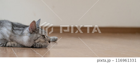 床に寝そべる猫　サバトラ猫 116961331