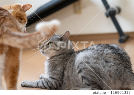 にらみ合う二匹の猫 116961332