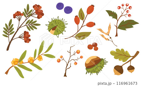 2214_autumn_berries 116961673