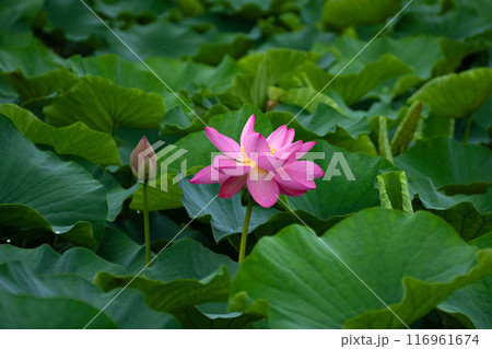 満開のハスの花の素材 満開のハスの花の素材 116961674