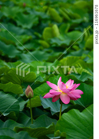 満開のハスの花の素材 満開のハスの花の素材 116961678