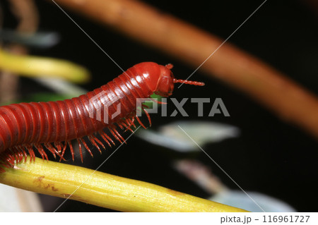 Close up of a millipede on a branch 116961727