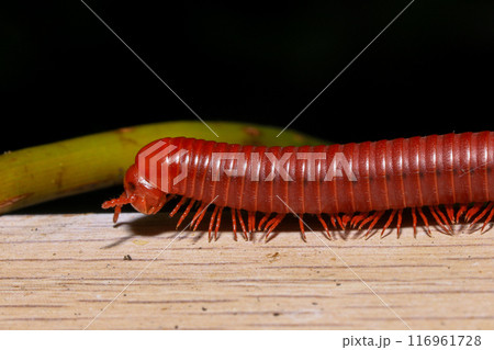 Close up of a millipede on a branch 116961728